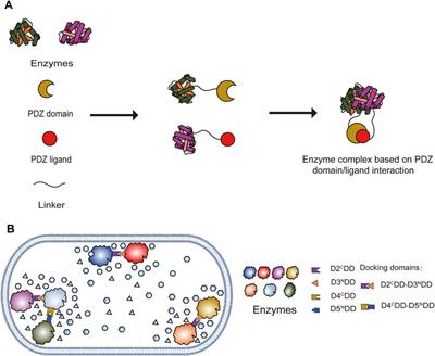 Application of artificial scaffold systems in microbial metabolic engineering